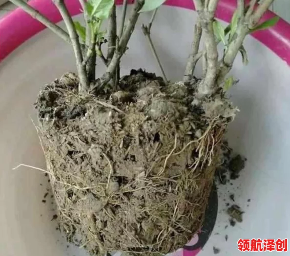 小东西几天不见水一般几天恢复：探讨植物在缺水状态下的生理反应及其恢复能力，了解如何科学浇水以保持健康